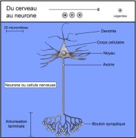 (Animation) Du cerveau au neurone - TICE les SVT