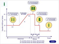 Animation La M iose Et L volution De La Quantit D ADN TICE Les SVT animation-la-m-iose-et-l-volution-de-la-quantit-d-adn-tice-les-svt